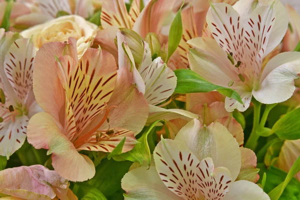 ベージュのバラとユリの花の美しい花束 — ストック写真