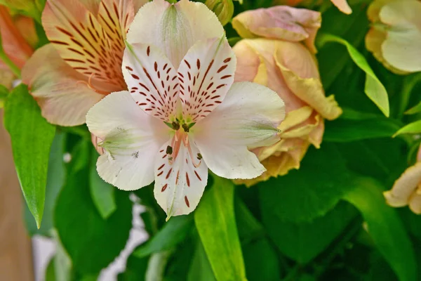 Piękny Bukiet Kwiatów Beżowych Róż Lilii — Zdjęcie stockowe