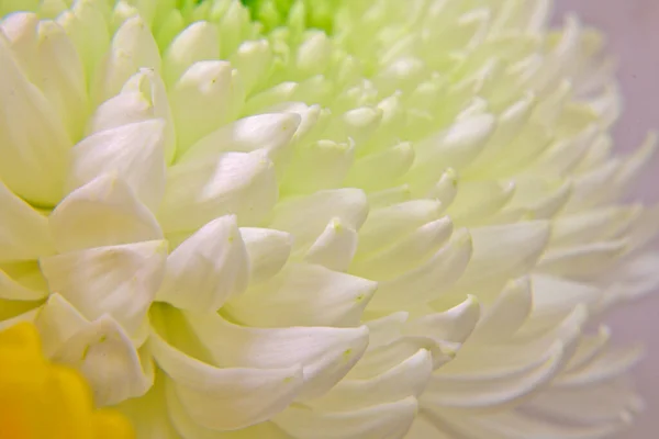 Schöne Knospen Von Chrysanthemen Verschiedenen Farben Der Makrofotografie — Stockfoto