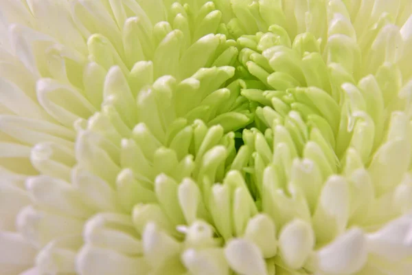 Beautiful Buds Chrysanthemums Different Colors Macro Photography — Stock Photo, Image