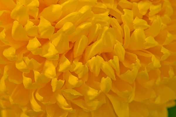 Beautiful Buds Chrysanthemums Different Colors Macro Photography Stock Picture