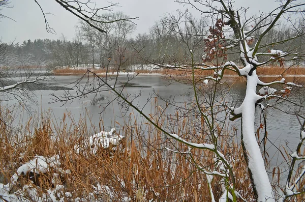 Fiumi Della Foresta Bellissimo Paesaggio Innevato Invernale — Foto Stock