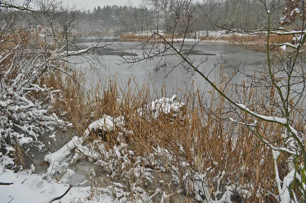 Rivières Forestières Beau Paysage Enneigé Hiver — Photo