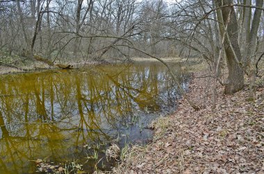 Karların erimesinden sonra ilkbaharın başlarında küçük orman gölü.