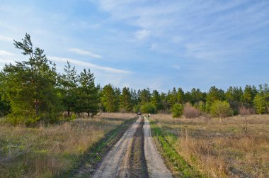 Erken bahar çam ormanı, manzara, güzellik.