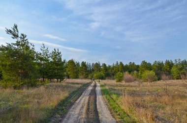 Erken bahar çam ormanı, manzara, güzellik.