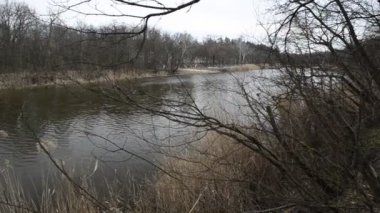 Avrupa 'da ilkbaharın başlarında orman manzaraları.