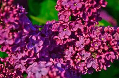 Leylak, Olive familyasından bir bitki türü..