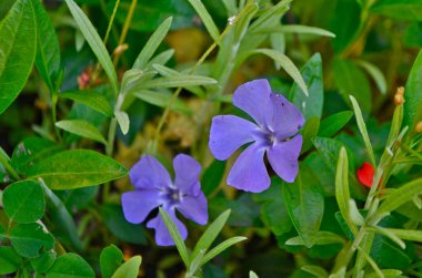 Periwinkle çiçeği, Kutrov ailesinin sürünen cüce çalılarının veya uzun ömürlü otlarının bir cinsidir..