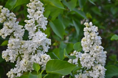 Leylak, Olive familyasından bir bitki türü..