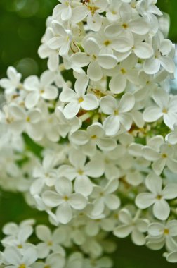 Leylak, Olive familyasından bir bitki türü..
