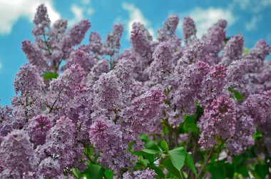 Leylak, Olive familyasından bir bitki türü..