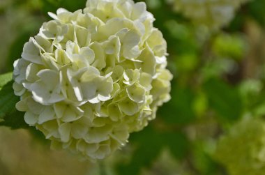 Hydrangea, Hortensiya familyasına ait bir bitki cinsidir ve Avrupa 'ya 14. yüzyılın başında başta İngiltere ve Fransa olmak üzere zenginler için tanıtılmıştır..