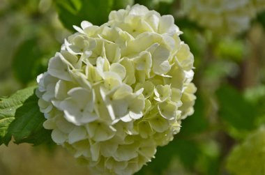 Hydrangea, Hortensiya familyasına ait bir bitki cinsidir ve Avrupa 'ya 14. yüzyılın başında başta İngiltere ve Fransa olmak üzere zenginler için tanıtılmıştır..