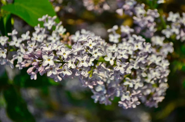 Flieder Ist Eine Gartenpflanze Eine Sorte Der Gattung Flieder Aus — Stockfoto