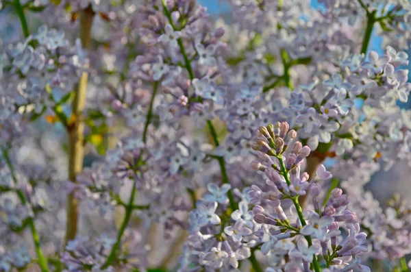 Lilac Zahradní Rostlina Druh Rodu Lilac Čeledi Olive — Stock fotografie