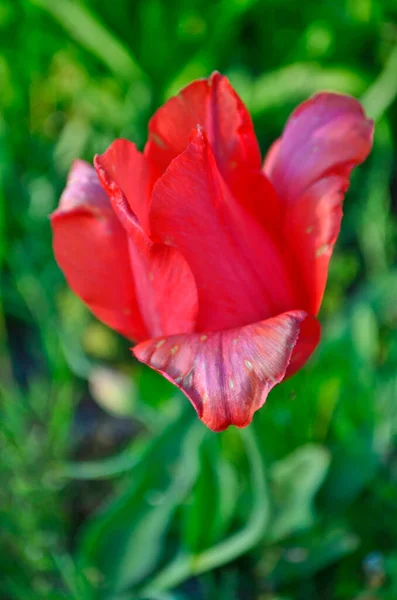 Beautiful Spring Tulips Summer Cottage — Stock Photo, Image