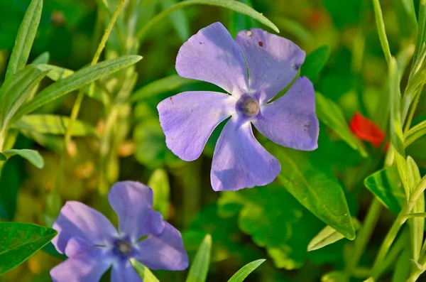 Periwinkle Blume Ist Eine Gattung Von Kriechenden Zwergsträuchern Oder Mehrjährigen — Stockfoto