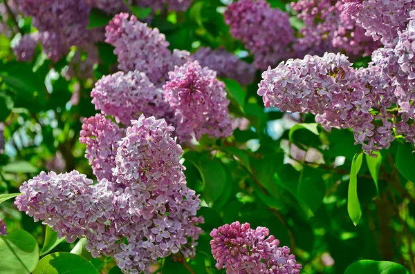 Lilac Садова Рослина Типовий Вид Роду Lilac Родини Олів — стокове фото