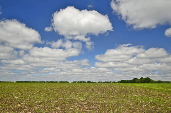 Early Summer Landscapes Fields Gardens — Stock Photo, Image