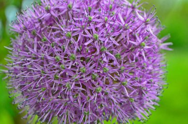 Sarımsak çiçeği, baharın başlarında sebze bahçesinde..