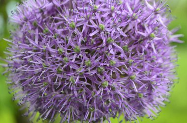 Sarımsak çiçeği, baharın başlarında sebze bahçesinde..