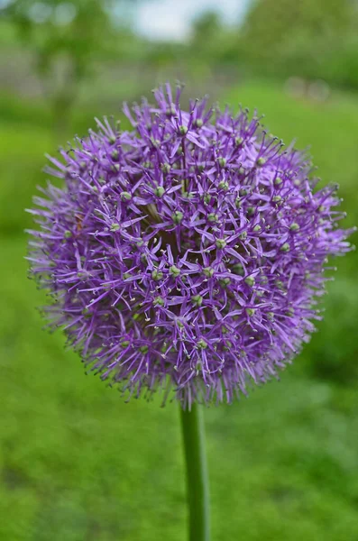 Garlic flower, in early spring in the vegetable garden.