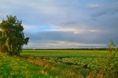 İlkbahar yağmurundan sonra köydeki güzel tarlalar ve çayırlar..
