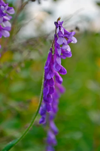 Lupinus Nootkatensis Nootka Lupine Lupinus 으로부터 파타고니아 Fabaceae 속하는 다년생 — 스톡 사진