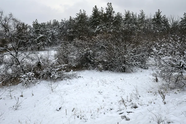 Paesaggio invernale — Foto Stock