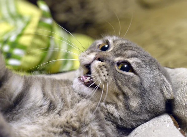 Home cat — Stock Photo, Image