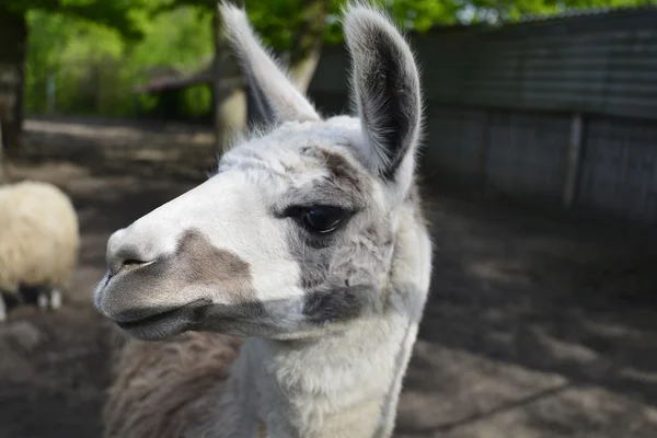 Lama — Stock Photo, Image