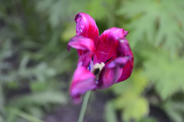 Blumen — Stockfoto