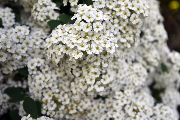 Flores — Fotografia de Stock