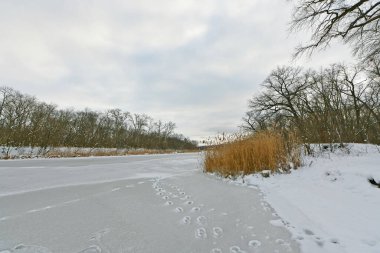Karla kaplı bir ormanda kar yağışı sırasında güzel bir manzara. Ukrayna 'nın doğusundaki Novomoskovsk şehri..