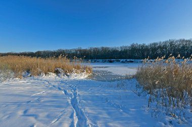 Karla kaplı bir ormanda kar yağışı sırasında güzel bir manzara. Ukrayna 'nın doğusundaki Novomoskovsk şehri..