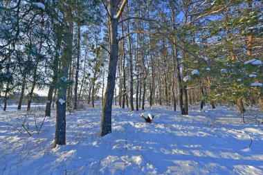 Karla kaplı bir ormanda kar yağışı sırasında güzel bir manzara. Ukrayna 'nın doğusundaki Novomoskovsk şehri..