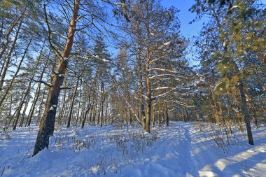 Karla kaplı bir ormanda kar yağışı sırasında güzel bir manzara. Ukrayna 'nın doğusundaki Novomoskovsk şehri..
