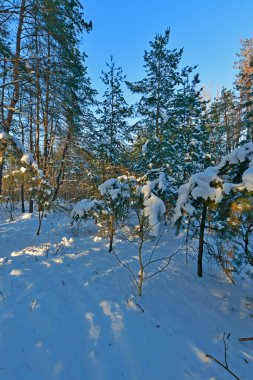 Karla kaplı bir ormanda kar yağışı sırasında güzel bir manzara. Ukrayna 'nın doğusundaki Novomoskovsk şehri..