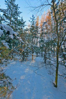 Karla kaplı bir ormanda kar yağışı sırasında güzel bir manzara. Ukrayna 'nın doğusundaki Novomoskovsk şehri..