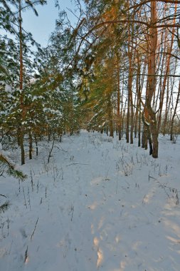 Karla kaplı bir ormanda kar yağışı sırasında güzel bir manzara. Ukrayna 'nın doğusundaki Novomoskovsk şehri..