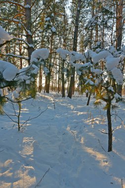 Karla kaplı bir ormanda kar yağışı sırasında güzel bir manzara. Ukrayna 'nın doğusundaki Novomoskovsk şehri..