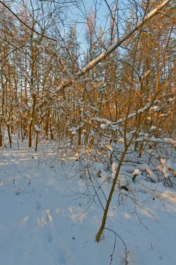 Karla kaplı bir ormanda kar yağışı sırasında güzel bir manzara. Ukrayna 'nın doğusundaki Novomoskovsk şehri..