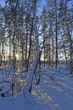 Karla kaplı bir ormanda kar yağışı sırasında güzel bir manzara. Ukrayna 'nın doğusundaki Novomoskovsk şehri..