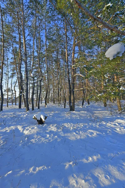 Karla kaplı bir ormanda kar yağışı sırasında güzel bir manzara. Ukrayna 'nın doğusundaki Novomoskovsk şehri..