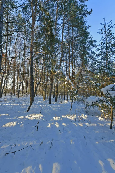 Karla kaplı bir ormanda kar yağışı sırasında güzel bir manzara. Ukrayna 'nın doğusundaki Novomoskovsk şehri..