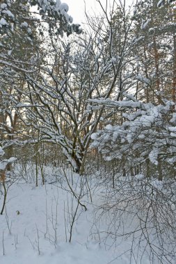 Karla kaplı bir ormanda kar yağışı sırasında güzel bir manzara. Ukrayna 'nın doğusundaki Novomoskovsk şehri..