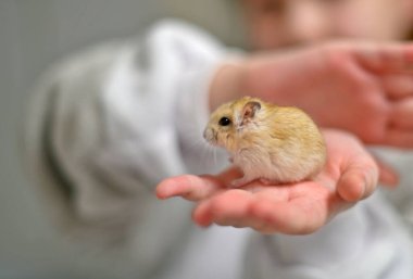 Djungarian ve Suriyeli hamsterlar Noel ve Yeni Yılı insan sahipleriyle birlikte kutluyorlar..