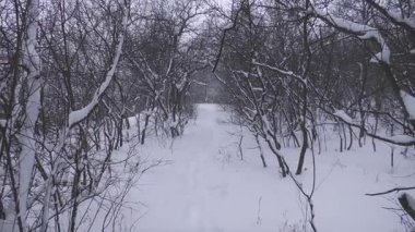 Güzel kış karlı manzaraları. Karlı bir kış ormanında yürüyüş. Doğu Ukrayna.
