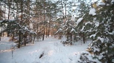 Güzel kış karlı manzaraları. Karlı bir kış ormanında yürüyüş. Doğu Ukrayna.
